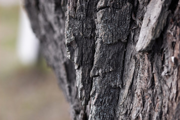The beautiful pattern of the bark is used as a background image.
