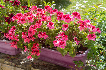 Fototapeta na wymiar Pink geranium plants in a flowerpot during spring