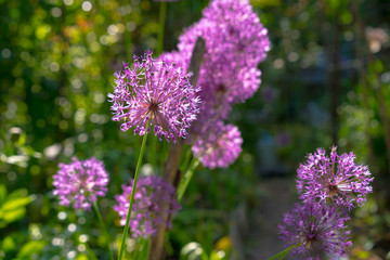 Lilac growing and blooming onion flower