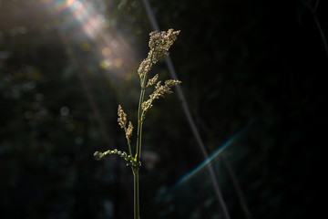 Fototapeta premium Growing plant in the sun