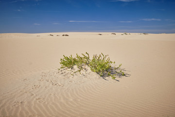Praia da Carrapateira
