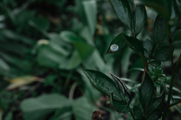 Snail sitting on a leaf of a plant