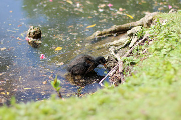 Newborn moorhen pecking at shore of a pond seaking for food