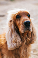 English Cocker Spaniel dog - stock image