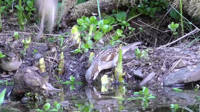 Haussperling (Passer domesticus) trinkt am Gartenteich