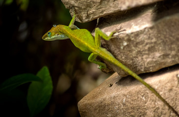 Green lizard (Pristidactylus achalensis) on a pile of rocks