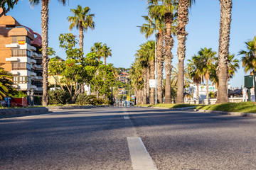 Fototapeta na wymiar Empty road, ground level shot, with exotic palms, sunny summer day