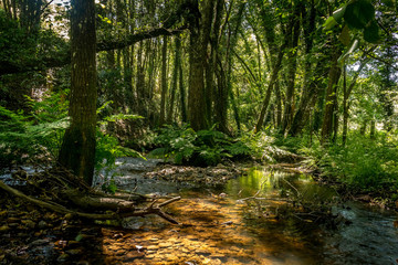 Forest river with tropical vegetation