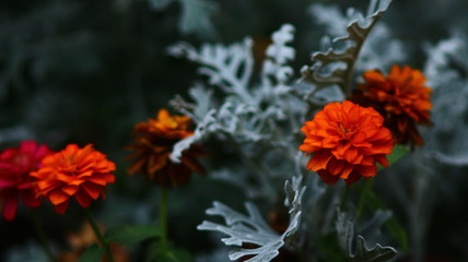 Flores naranjas intenso sobre hojas azules en un ambiente frío.
