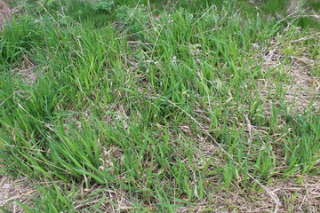green grass on the ground