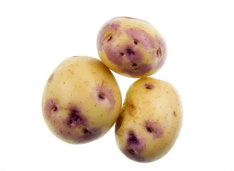 Potato Kestrel Variety