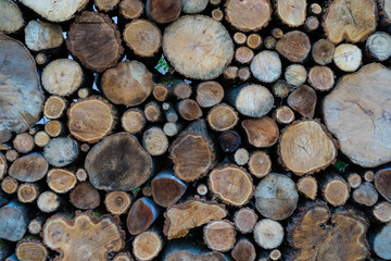 Logs lie on top of each other in large numbers