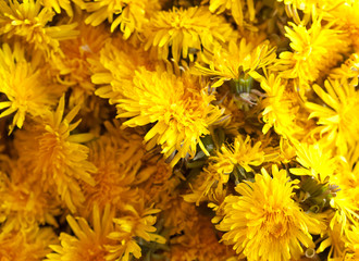 yellow dandelion flowers