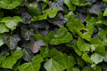 Fototapeta premium Green growing bush with shrub leaves