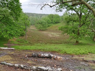 Fischbeker Heide Naturschutzgebiet