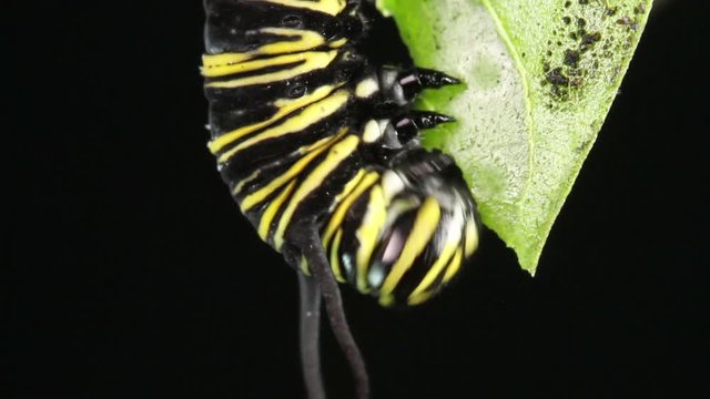 caterpillar monarch butterfly eating