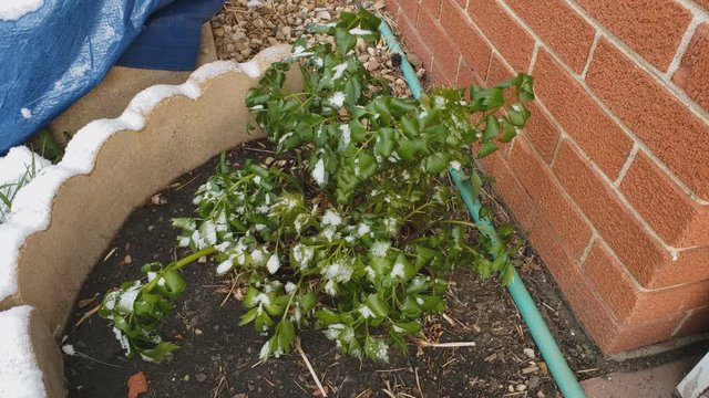 Home gardening - Shaking of snow from Lovage herb plant growing in back yard next to brick wall after sudden snowfall in spring.