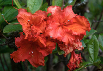 Azalee (Rhododendron)
