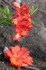 Azalee (Rhododendron)