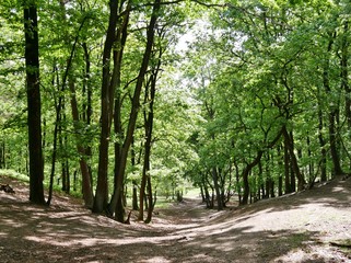 Wald in der Fischbeker Heide Hamburg