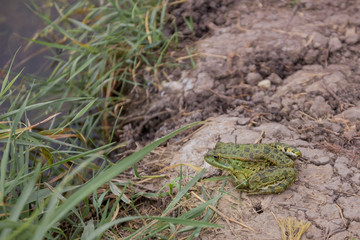 A green frog basks in the sun on the lake shore.