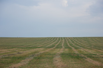 Obraz premium Green field with stripes against the blue sky