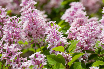 Lilac flowers spring blooming scene.