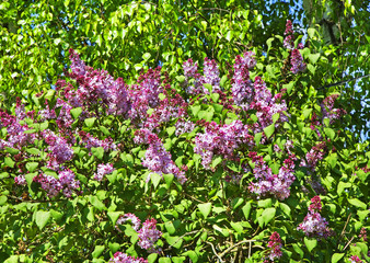 Obraz premium Lilac in Tarusa. Russia