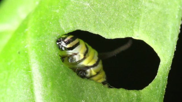 caterpillar monarch butterfly eating