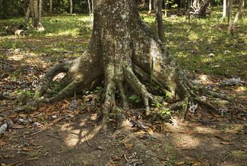 Natural Park El Cubano near Trinidad. Cuba