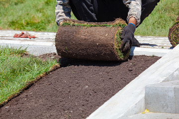 Man laying sod for new garden lawn, gardening