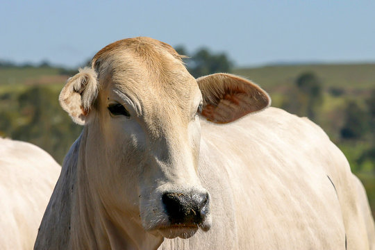 Nelore Cattle