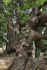 Natural Park El Cubano near Trinidad. Cuba