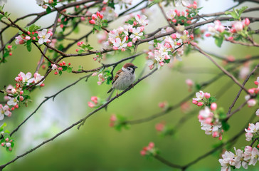 Fototapeta na wymiar pink cherry blossom and bird