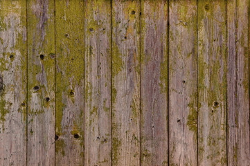 wooden fence texture: old boards with peeling green paint