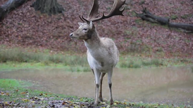 Wide shot of Deer grazing on grass and leaves in national park in England with dead leave in background green nature and wildlife
