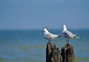 The sandwich tern sits on a stake