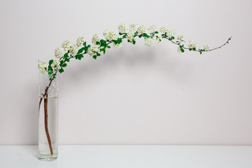 Elegant twig of beautiful spring tiny white flowers spirea in glass vase, white background, isolated