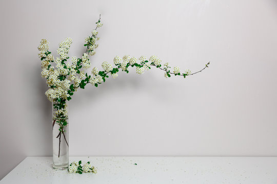 Elegant twig of beautiful spring tiny white flowers spirea in glass vase, white background, isolated