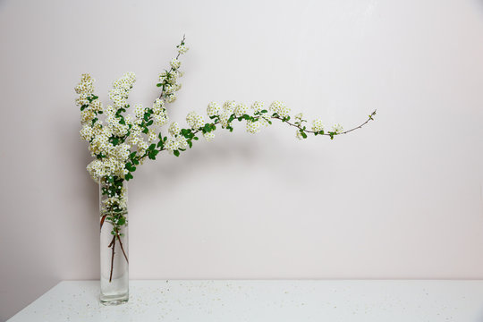 Elegant twig of beautiful spring tiny white flowers spirea in glass vase, white background, isolated