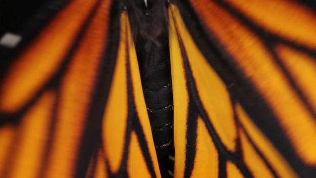  monarch butterfly close up