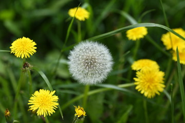 Old faded dandelion on the grass among young yellow dandelions