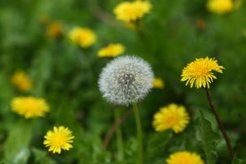 Old faded dandelion on the grass among young yellow dandelions