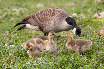 Canadian Goose and Gosling In Grass