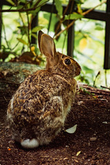 Little bunny in the garden