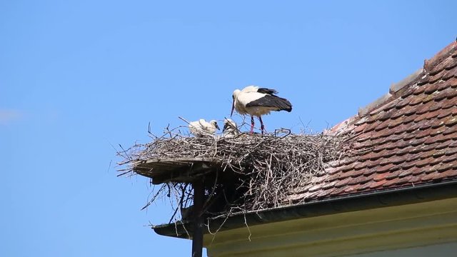 Storch mit Nachwuchs im Horst