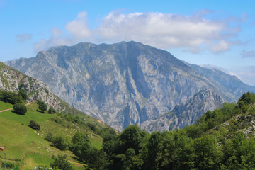 Entre El Gris Y El Verde