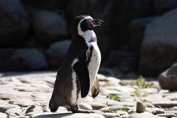 
wild penguin on a rock by the water in spring