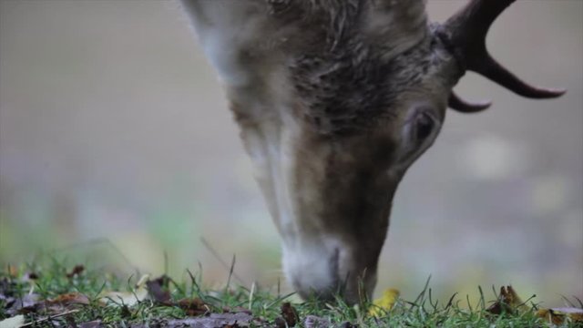 close shot of Deer grazing on grass and leaves in national park in England with dead leave in background green nature and wildlife
