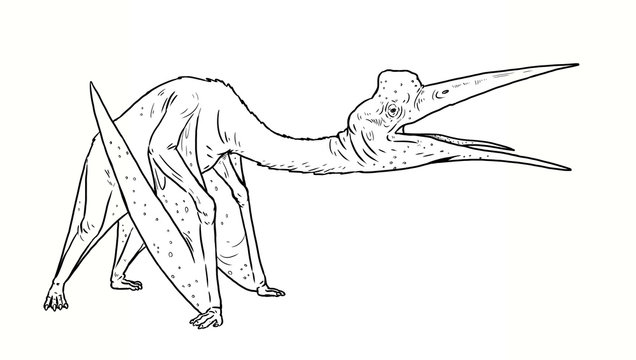 Die 205 Besten Bilder Stock Fotos Und Vektorgrafiken Zu Quetzalcoatlus Adobe Stock